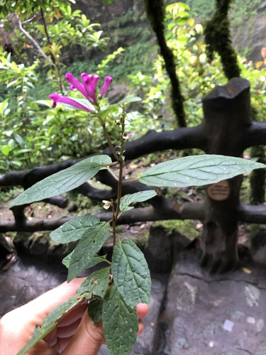 Scutellaria coccinea, photograph 5