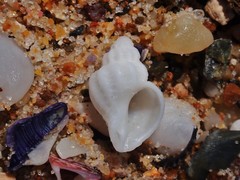 Coralliophila squamosissima