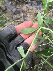 Ranunculus laxicaulis