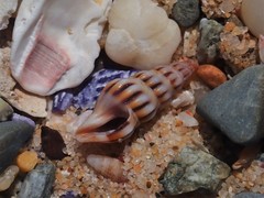 Austrodrillia angasi