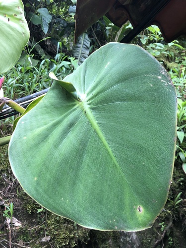 Philodendron rugosum