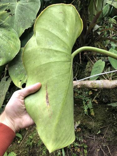 Philodendron rugosum, photograph 2