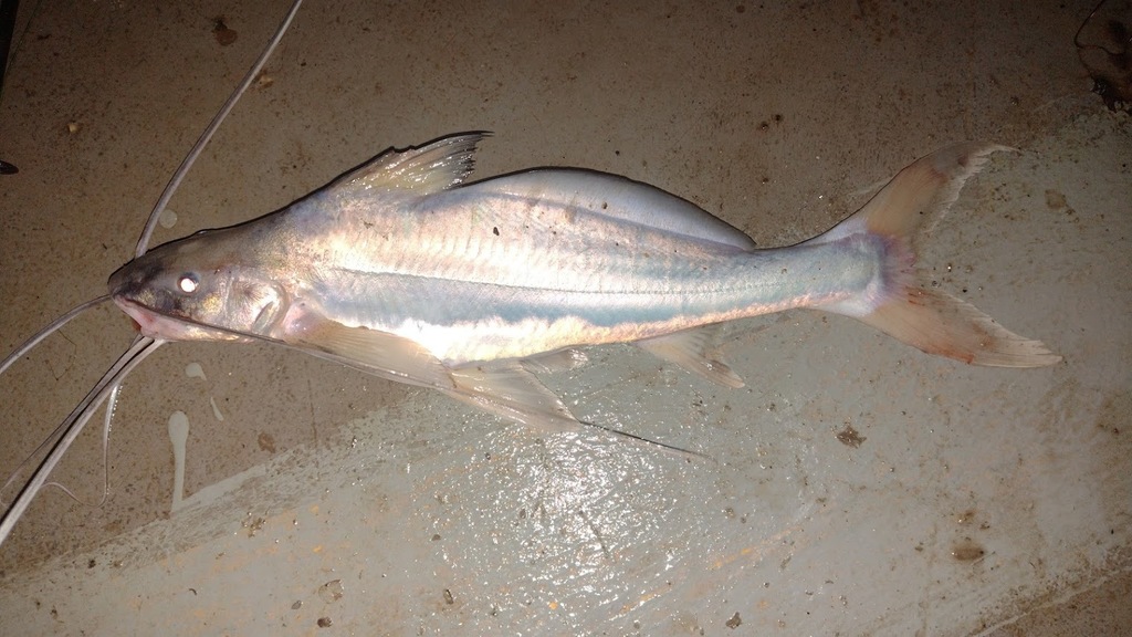 Flatwhiskered Catfish