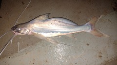 Flatwhiskered Catfish photo 1