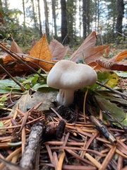 Inocybe pudica