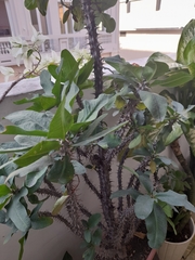 Euphorbia milii