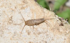 Ctenolepisma ciliatum