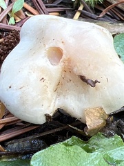 Inocybe pudica