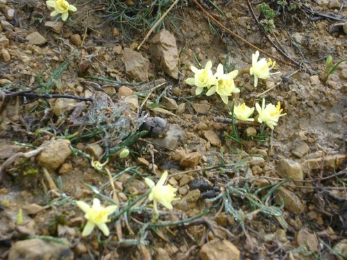 Narcissus hedraeanthus, photograph 4