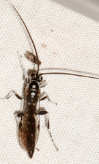 Cratichneumon sublatus