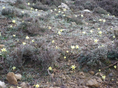Narcissus hedraeanthus, photograph 3