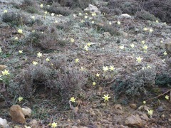Narcissus hedraeanthus, photograph (c) Santiago Martín-Bravo, some rights reserved (CC BY)