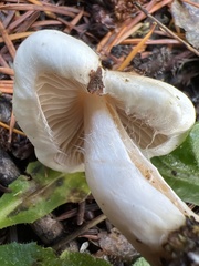 Inocybe pudica