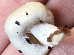 Inocybe pudica