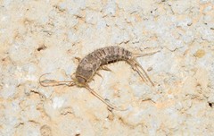 Ctenolepisma ciliatum