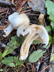 Inocybe pudica