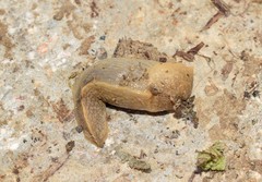 Tandonia sowerbyi