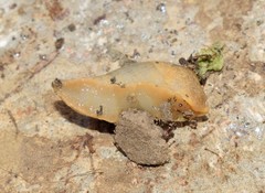Tandonia sowerbyi