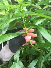 Hygrophila lacustris