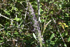 Liatris carrizana