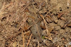 Tandonia sowerbyi