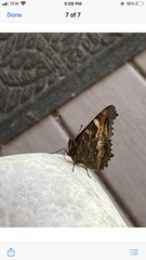Nymphalis