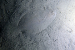 Arnoglossus