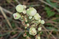 Asphondylia verbasci