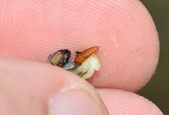 Asphondylia verbasci