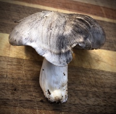 Tricholoma virgatum