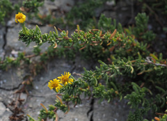 Limbarda crithmoides