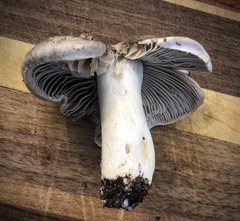 Tricholoma virgatum