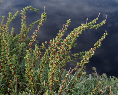 Limbarda crithmoides