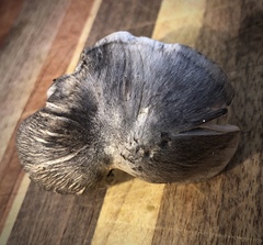 Tricholoma virgatum