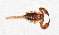 Euscorpius candiota