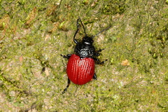 Elytrosphaera xanthopyga