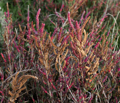 Salicornia perennis