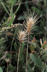 Hordeum geniculatum