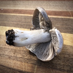 Tricholoma virgatum