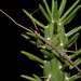Attican Stick Insect - Photo (c) Σάββας Ζαφειρίου (Savvas Zafeiriou), some rights reserved (CC BY-NC), uploaded by Σάββας Ζαφειρίου (Savvas Zafeiriou)