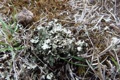 Xanthoparmelia tasmanica