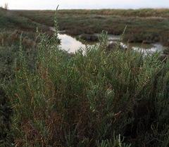 Salicornia perennis