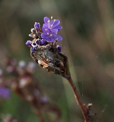Limonium