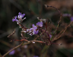 Limonium