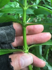 Hygrophila lacustris