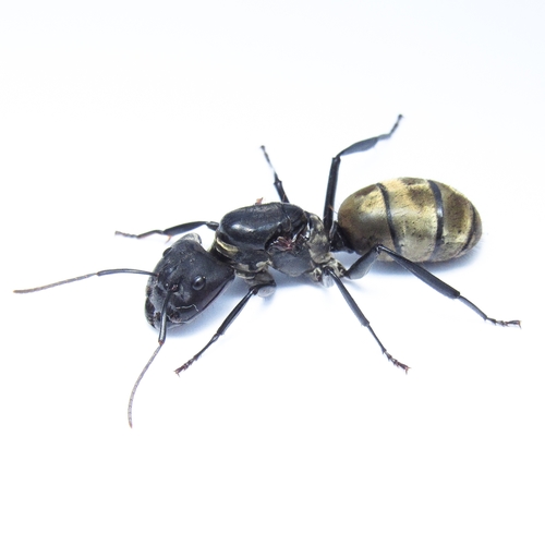 Shimmering Golden Sugar ant