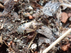 Heterogaster cathariae