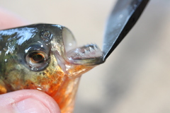 Pygocentrus nattereri