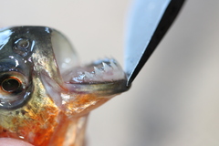 Pygocentrus nattereri