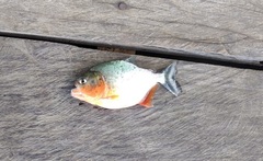 Pygocentrus nattereri